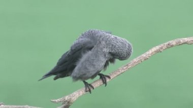 Grajilla, corvus monedula, 