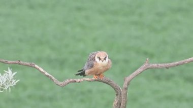 Şahin, falco vespertinus kırmızı ayaklı, 