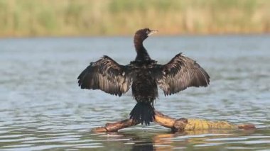 Küçük karabatak Phalacrocorax pygmeus,