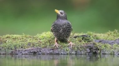 Starling, sturnus vulgaris,  
