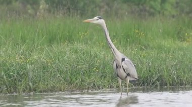Gri balıkçıl, Ardea cinerea, 