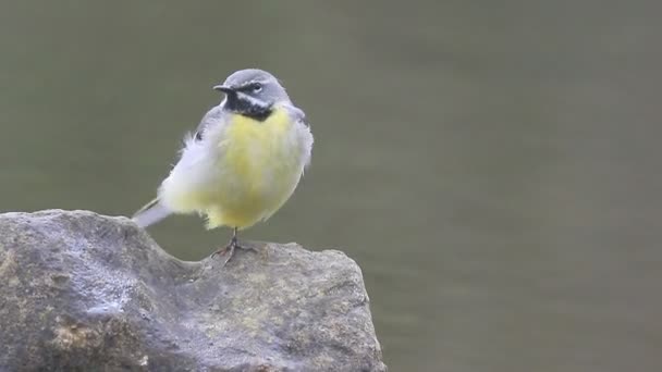 Hegyi billegető, motacilla cinerea, — Stock videók