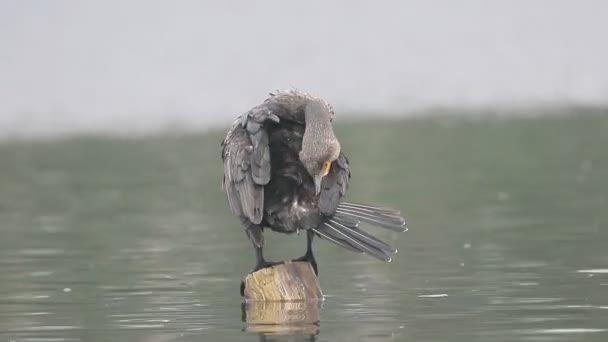 Gran Cormorán, Phalacrocorax carbo, — Vídeos de Stock