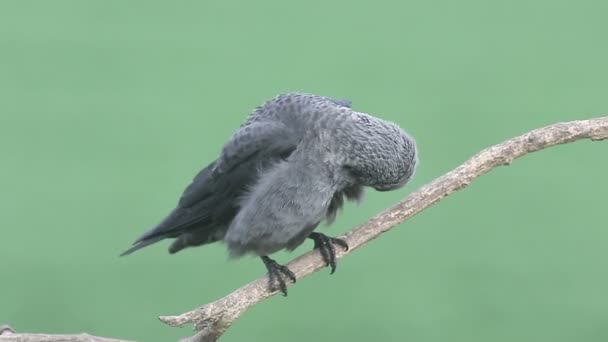 Jackdaw, Corvus monedula, — Stock Video