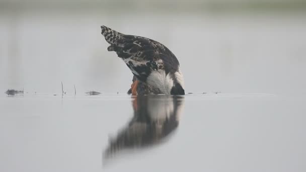 Ruff, Philomachus pugnax, — Stockvideo