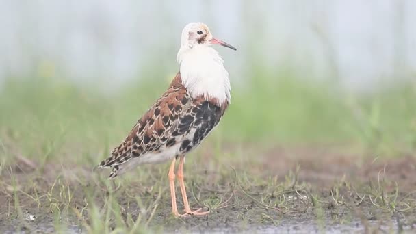 Ruff, Philomachus pugnax, — Stock Video