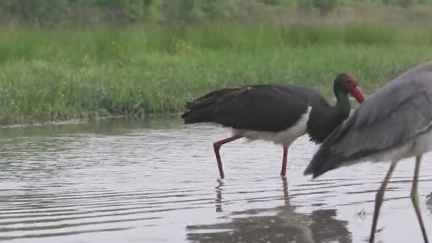 黒いこうのとり、コウノトリコウノトリ, — ストック動画