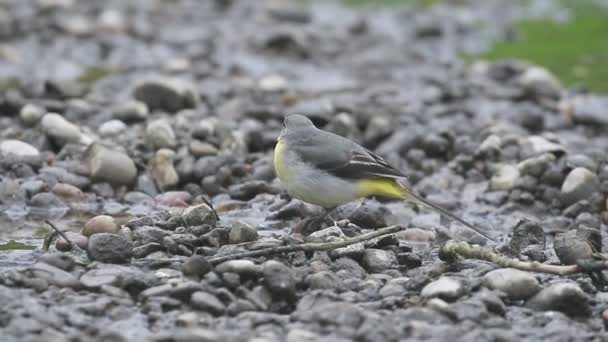 Cinzento Wagtail, Motacilla cinerea , — Vídeo de Stock