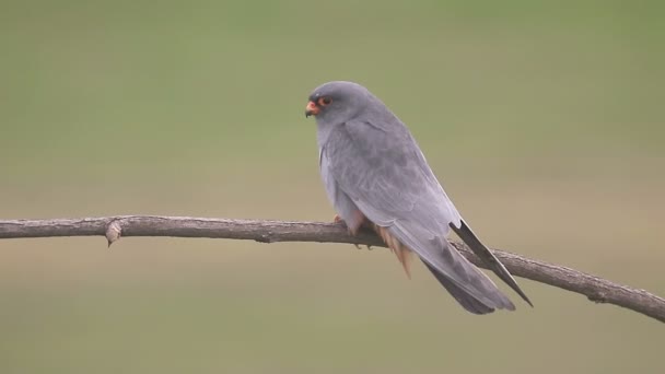 Halcón de patas rojas, Falco vespertinus , — Vídeos de Stock