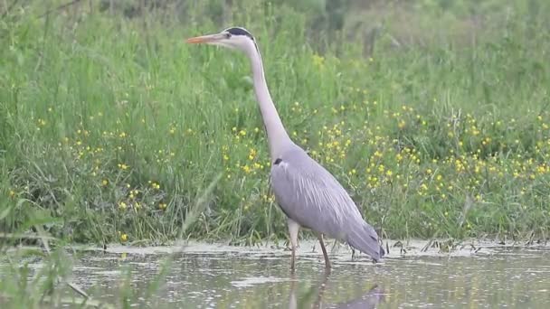 héron gris, Ardea cinerea, 
