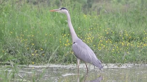 Garça cinzenta, Ardea cinerea, — Vídeo de Stock