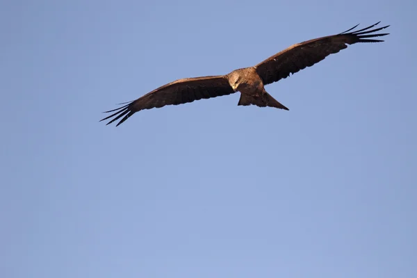 Schwarzmilan, Milvus migrans — Stockfoto