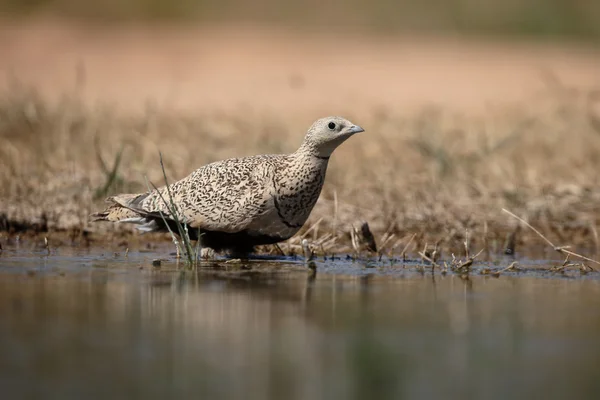 Schwarzbauchhuhn, Flughühner orientalis — Stockfoto