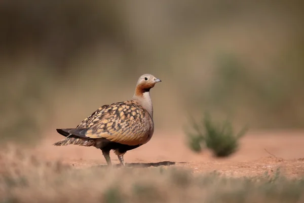 Schwarzbauchhuhn, Flughühner orientalis — Stockfoto