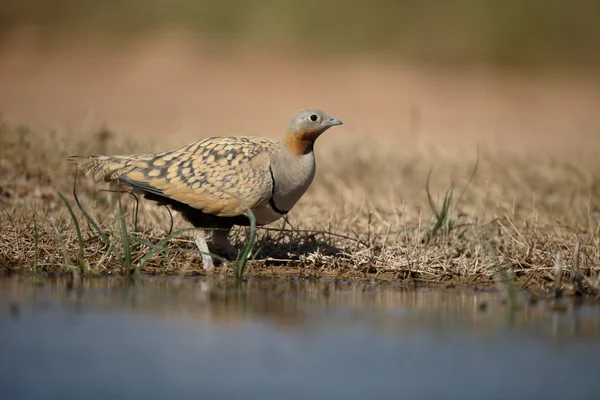 Black-bellied sandgrouse, Pterocles orientalis — Stock Photo, Image