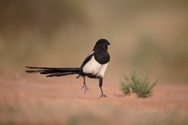 Magpie, pika pika
