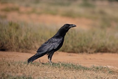 Kuzgun, Corvus corax 