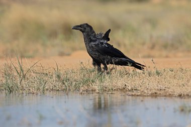 Kuzgun, Corvus corax 