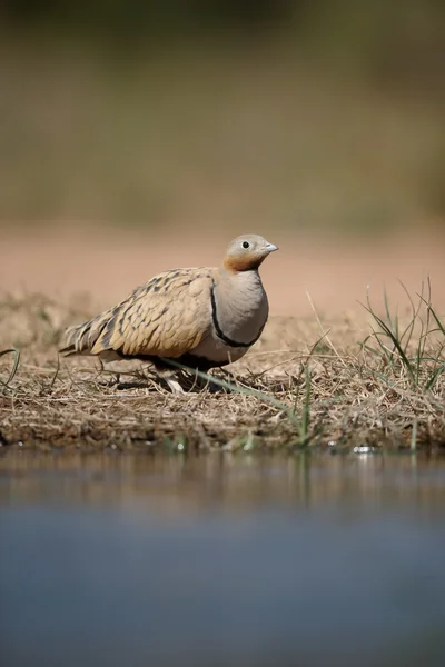 블랙 배 sandgrouse, Pterocles 리스 — 스톡 사진