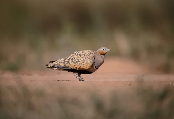 Black-bellied sandgrouse, Pterocles orientalis — Stock Photo, Image