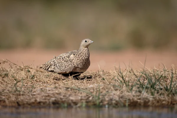 Schwarzbauchhuhn, Flughühner orientalis — Stockfoto