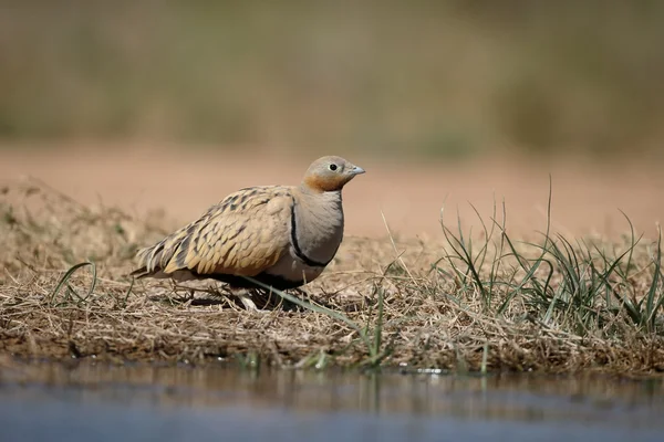 Černá bellied sandgrouse Pterocles orientalis — Stock fotografie