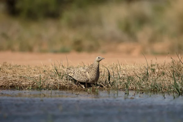 Black-bellied sandgrouse, Pterocles orientalis — Stock Photo, Image