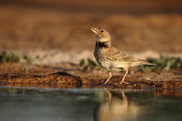 Boğmaklı toygar, melanocorypha calandra — Stok fotoğraf