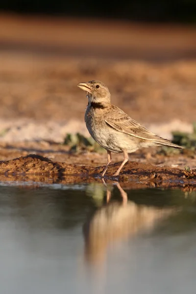 Melanocorypha はクビワコウテンシ calandra ヒバリ — ストック写真