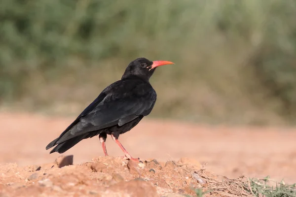 Červená účtoval Pyrrhocorax ptáků ptáků — Stock fotografie