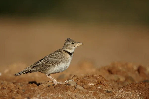 Calandra skřivan, melanocorypha calandra — Stock fotografie