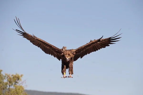 Cinereous Vulture or Black vulture, Aegypius monachus — Stock Photo, Image