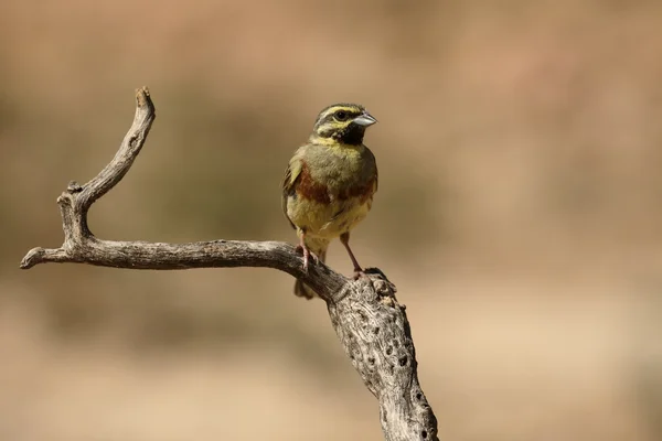 Escrevedeira, emberiza cirlus — Fotografia de Stock