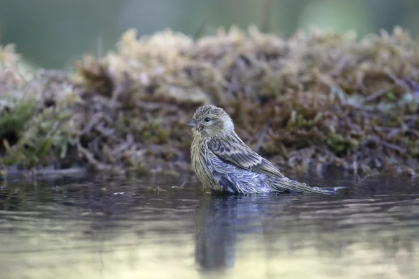 Osetnik, Serinus citrinella — Zdjęcie stockowe