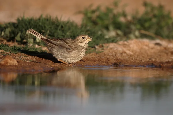 Kukurydza potrzeszcz, emberiza calandra — Zdjęcie stockowe