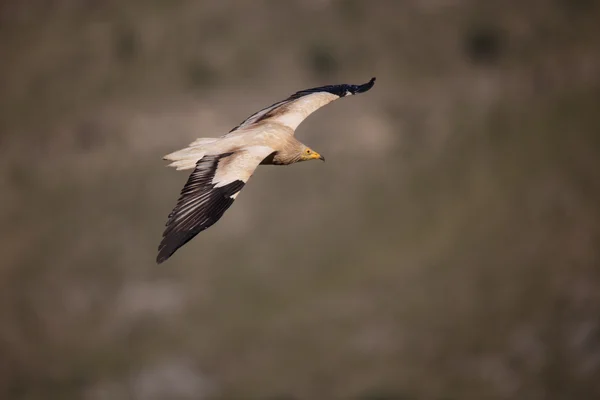 Egyptian vulture, Neophron percnopterus — Stock Photo, Image