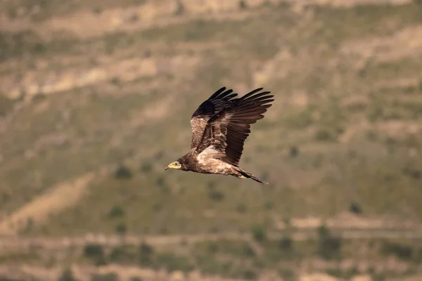 Egyptian vulture, Neophron percnopterus — Stock Photo, Image