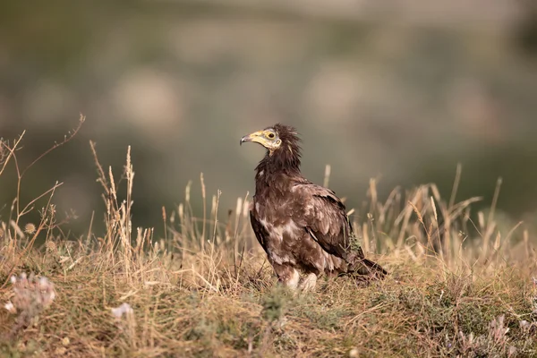 Egyptian vulture, Neophron percnopterus — Stock Photo, Image