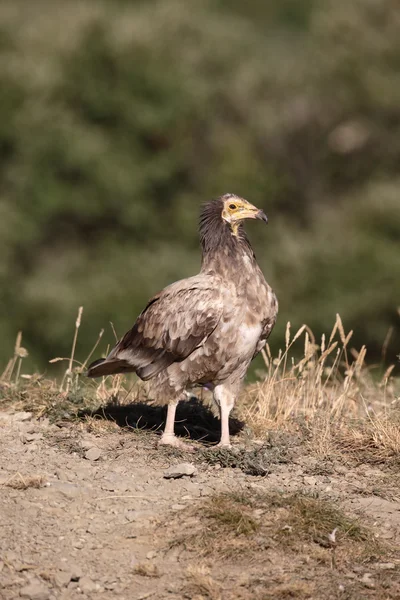 Smutsgam, neophron percnopterus — Stockfoto