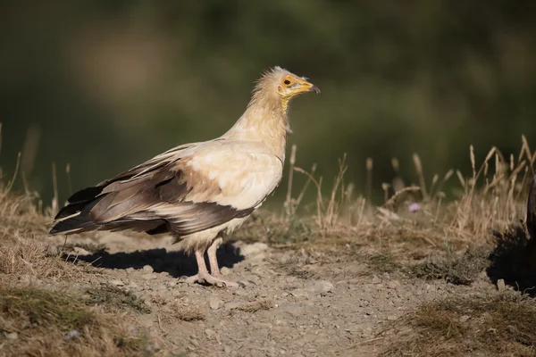 Mısır akbabası, neophron percnopterus — Stok fotoğraf