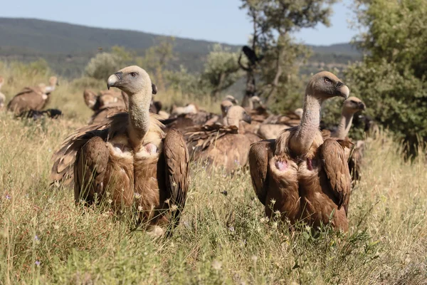 Grifone Avvoltoio, Gyps fulvus — Foto Stock