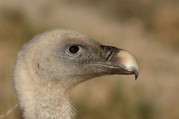 Griffon vulture, Gyps fulvus — Stock Photo, Image