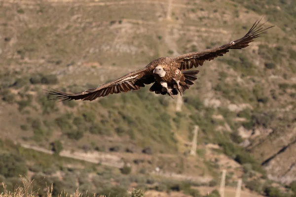 Buitre leonado, Gyps fulvus — Foto de Stock