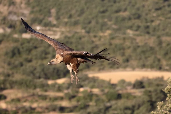 Griffon vulture, Gyps fulvus — Stock Photo, Image