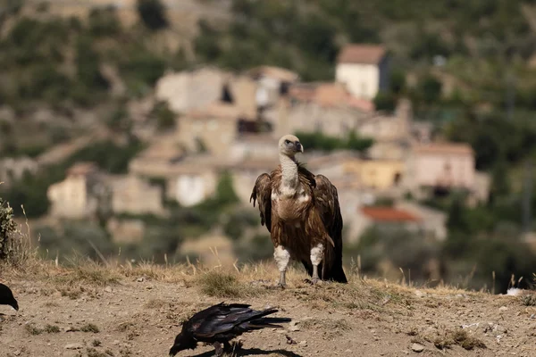 Griffongam, Gyps fulvus — Stockfoto