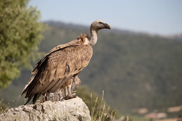 Griffon vulture, Gyps fulvus — Stock Photo, Image