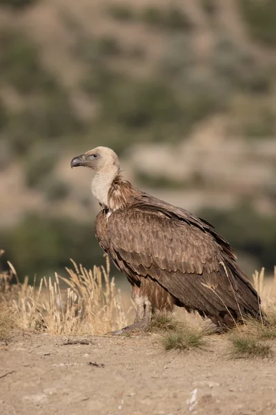 Gänsegeier, Gyps fulvus — Stockfoto