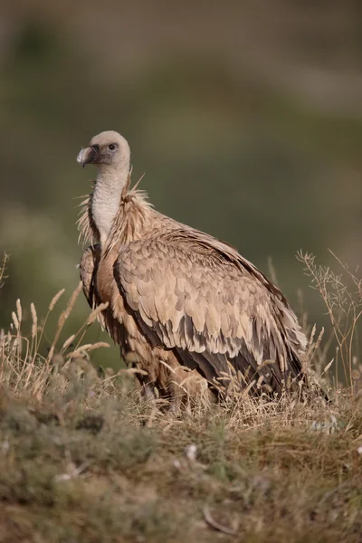 Vautour fauve gyps fulvus, — Photo