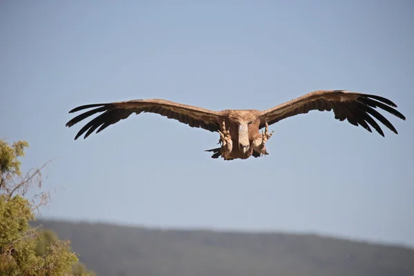 Griffon vulture, Gyps fulvus — Stock Photo, Image