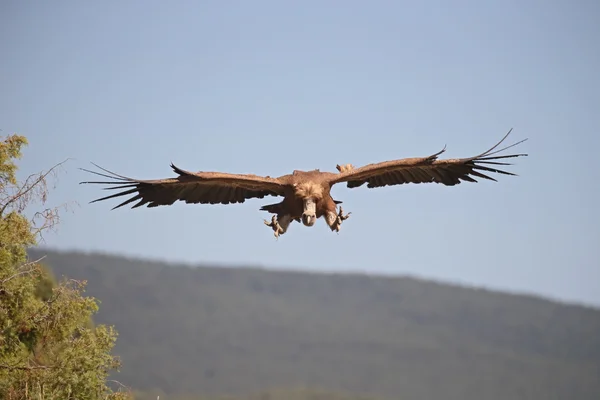 Griffon vulture, Gyps fulvus — Stock Photo, Image